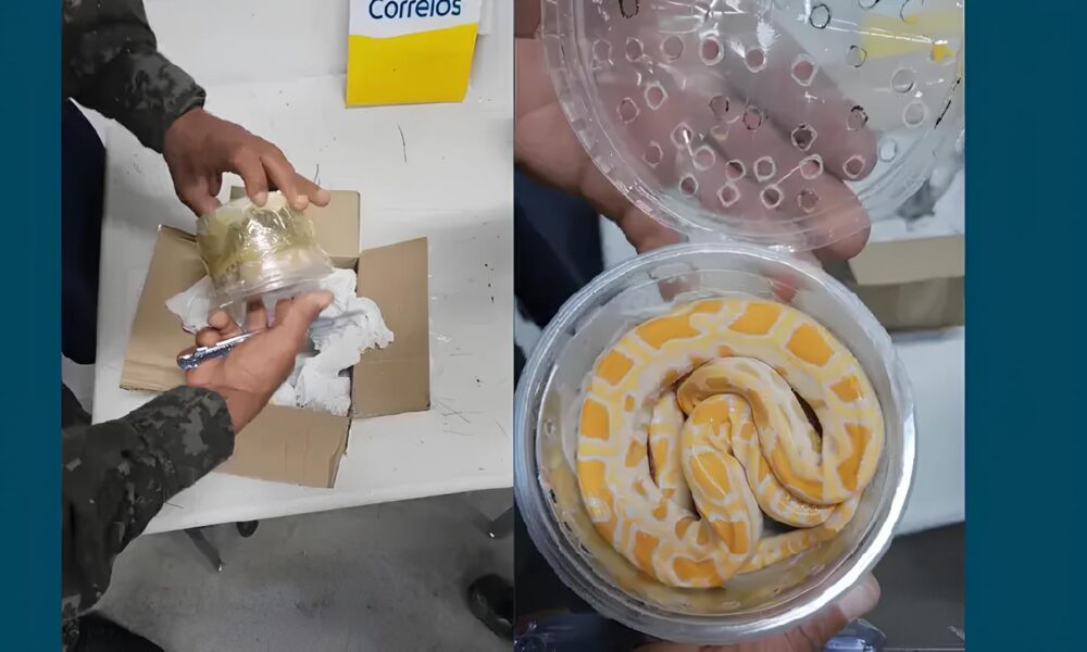 Quando a Natureza Chama Como uma Cobra Ex tica Encontrada nos Correios Revela o Submundo do Tr fico de Animais no Brasil