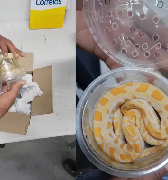 Quando a Natureza Chama: Como uma Cobra Exótica Encontrada nos Correios Revela o Submundo do Tráfico de Animais no Brasil 9 Quando a Natureza Chama Como uma Cobra Ex tica Encontrada nos Correios Revela o Submundo do Tr fico de Animais no Brasil