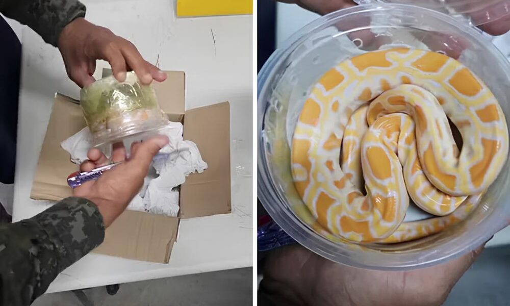 Quando o Inesperado Chega pelo Correio A Cobra que Virou Not cia no Interior de S o Paulo
