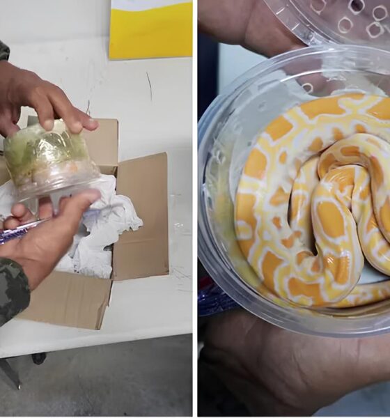 Quando o Inesperado Chega pelo Correio: A Cobra que Virou Notícia no Interior de São Paulo 9 Quando o Inesperado Chega pelo Correio A Cobra que Virou Not cia no Interior de S o Paulo