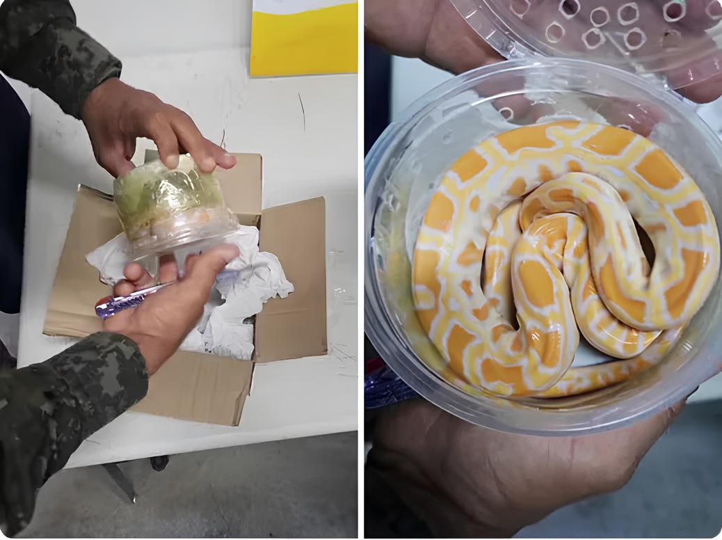 Quando o Inesperado Chega pelo Correio: A Cobra que Virou Notícia no Interior de São Paulo 8 Quando o Inesperado Chega pelo Correio A Cobra que Virou Not cia no Interior de S o Paulo