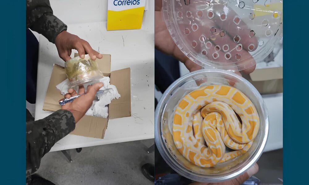 Quando o Raio X Revelou Mais do Que Encomendas A Cobra Escondida na Ag ncia dos Correios