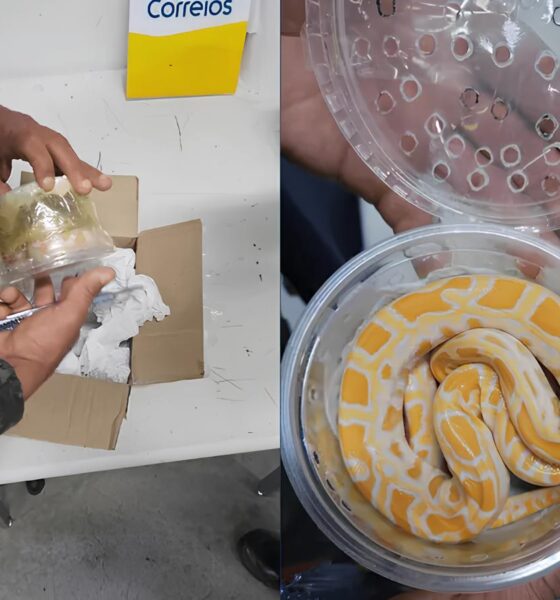 Quando o Raio-X Revelou Mais do Que Encomendas: A Cobra Escondida na Agência dos Correios 9 Quando o Raio X Revelou Mais do Que Encomendas A Cobra Escondida na Ag ncia dos Correios