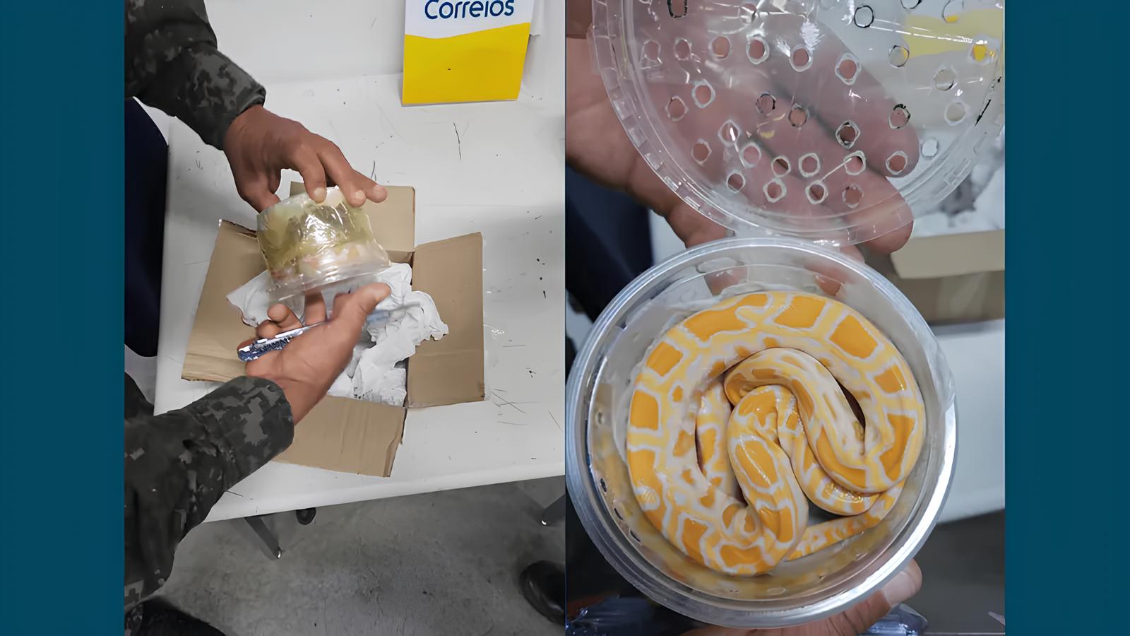 Quando o Raio-X Revelou Mais do Que Encomendas: A Cobra Escondida na Agência dos Correios 8 Quando o Raio X Revelou Mais do Que Encomendas A Cobra Escondida na Ag ncia dos Correios