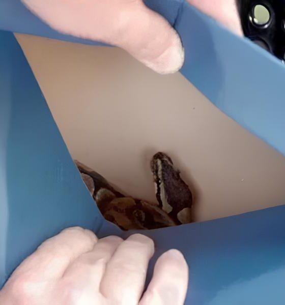 Uma Caixa, Um Segredo Mortal: Como uma Cobra Exótica Chegou aos Correios e o Alerta para o Tráfico de Animais 9 Uma Caixa Um Segredo Mortal Como uma Cobra Ex tica Chegou aos Correios e o Alerta para o Tr fico de Animais