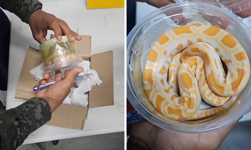 Uma Cobra na Caixa O Caso de Tr fico de Animais que Est Deixando Indaiatuba em Alerta