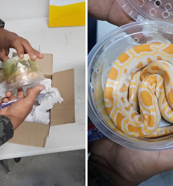 Uma Cobra na Caixa: O Caso de Tráfico de Animais que Está Deixando Indaiatuba em Alerta 9 Uma Cobra na Caixa O Caso de Tr fico de Animais que Est Deixando Indaiatuba em Alerta