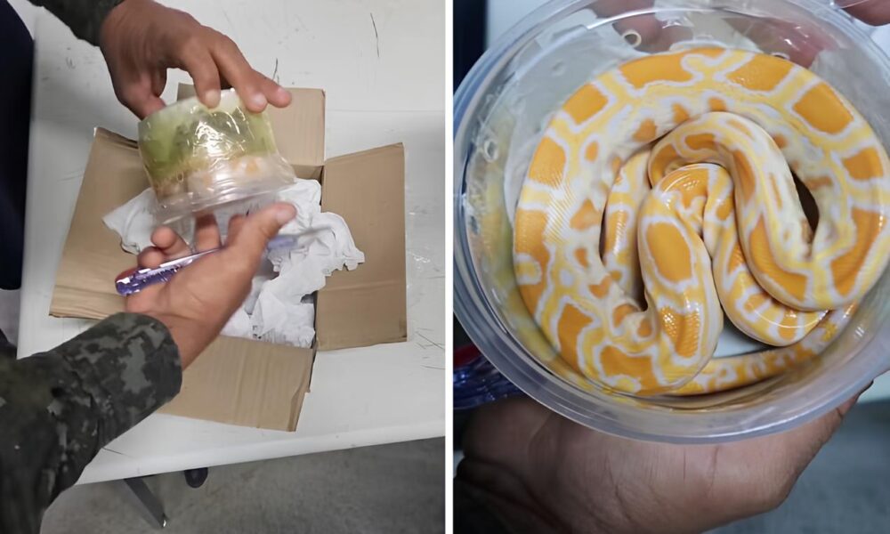 Uma Cobra nas Sombras O Caso do Filhote de P ton Albina Encontrado nos Correios em 2025