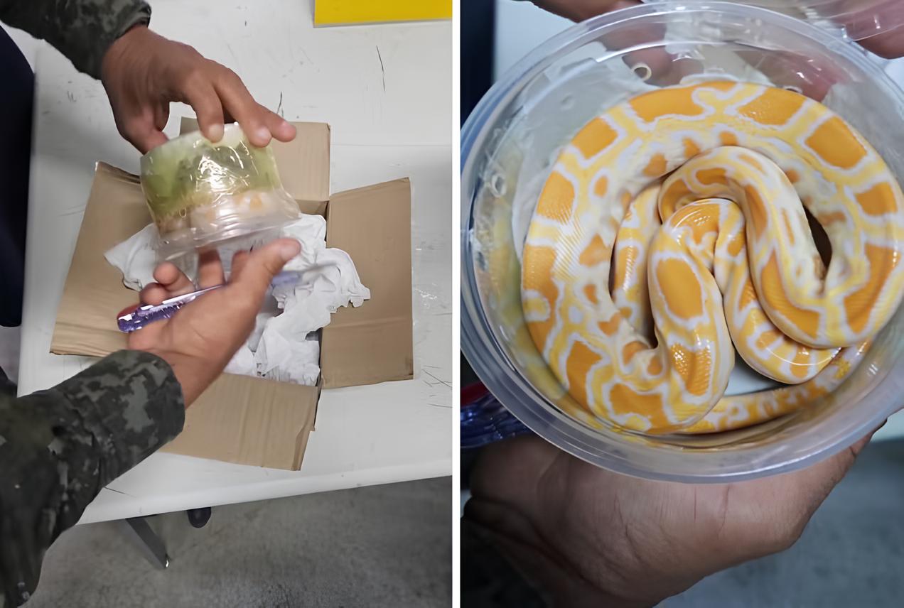 Uma Cobra nas Sombras: O Caso do Filhote de Píton Albina Encontrado nos Correios em 2025 8 Uma Cobra nas Sombras O Caso do Filhote de P ton Albina Encontrado nos Correios em 2025