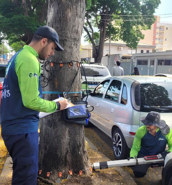 As rvores Est o Falando E Indaiatuba Est Escutando A Corrida Silenciosa Contra o Colapso Urbano