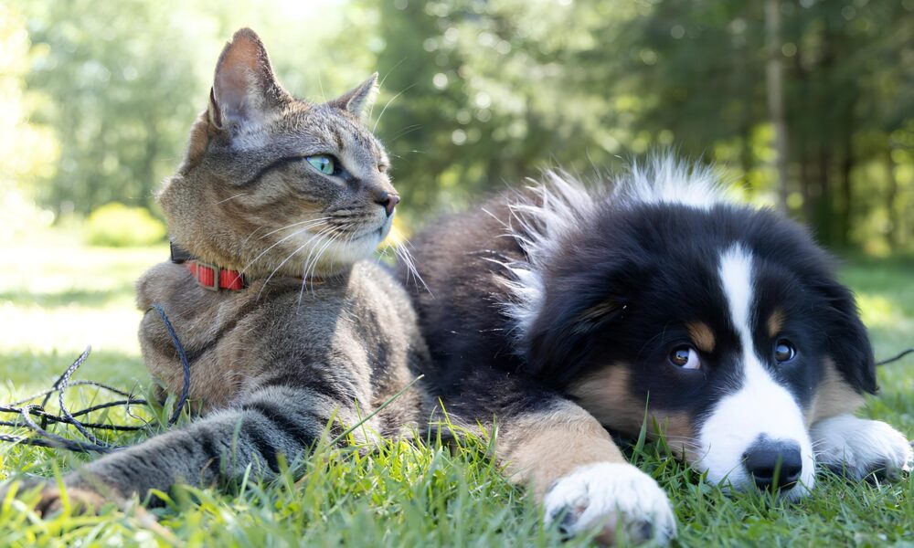 Lisboa é o Novo Sonho de Todo Pet: Por Que Cães e Gatos Estão Fugindo de Viracopos em Massa? 31 Lisboa o Novo Sonho de Todo Pet Por Que C es e Gatos Est o Fugindo de Viracopos em Massa
