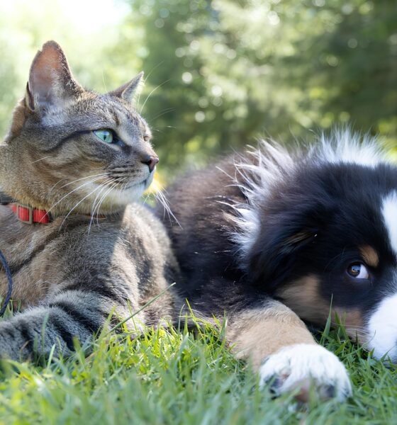 Lisboa é o Novo Sonho de Todo Pet: Por Que Cães e Gatos Estão Fugindo de Viracopos em Massa? 10 Lisboa o Novo Sonho de Todo Pet Por Que C es e Gatos Est o Fugindo de Viracopos em Massa