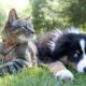 Lisboa o Novo Sonho de Todo Pet Por Que C es e Gatos Est o Fugindo de Viracopos em Massa